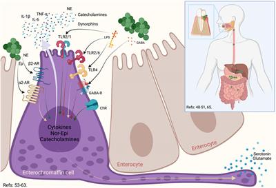 Frontiers Oral Gut Brain Axis In Experimental Models Of Periodontitis